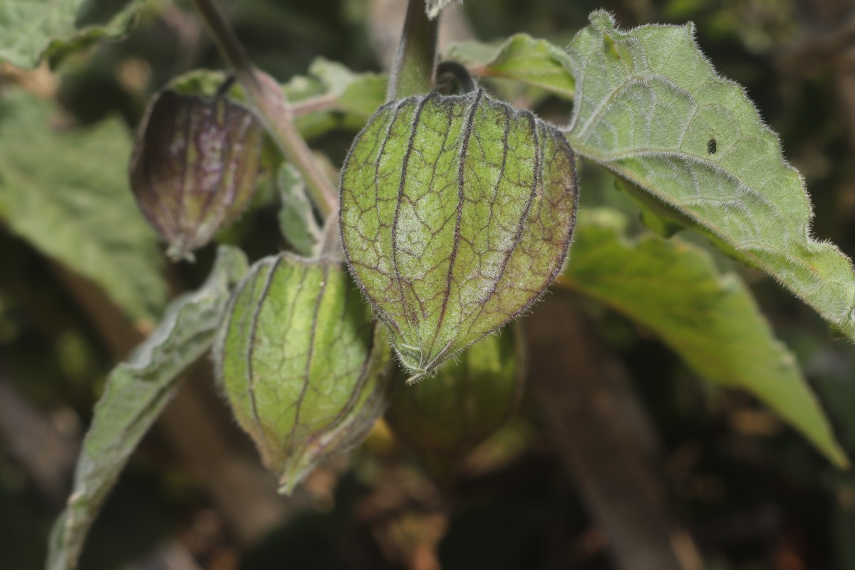 Physalis peruviana L.